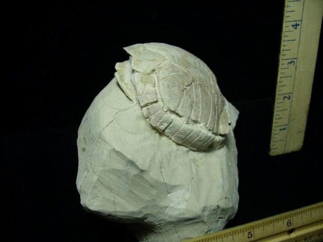 Baby Fossil Tortoise (041620k) - Image 3