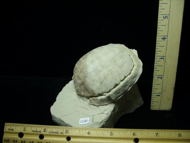 Complete Baby Fossil Tortoise (041620m)