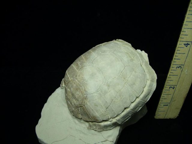 Complete Baby Fossil Tortoise (041620m) - Image 2