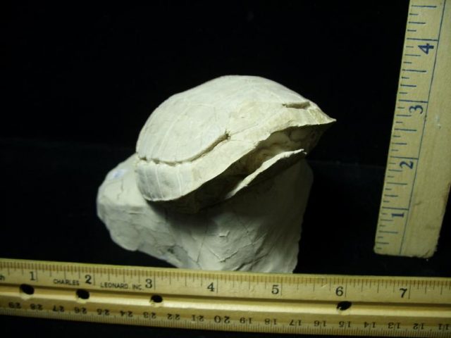 Complete Baby Fossil Tortoise (041620m) - Image 3