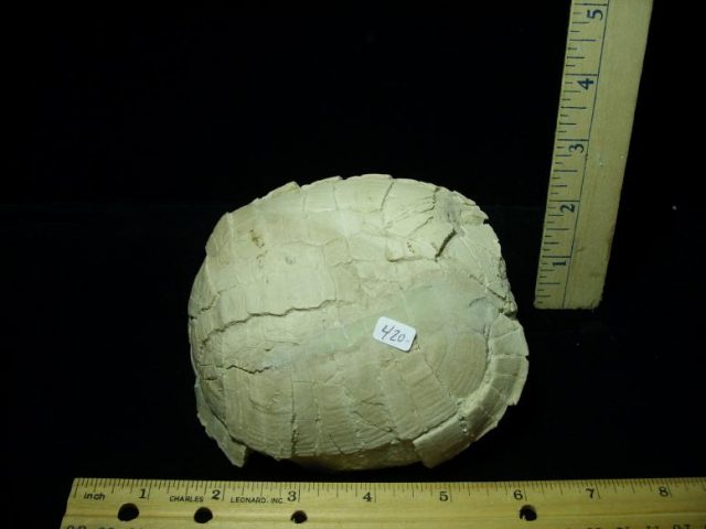Near Complete Fossil Tortoise (041620n)