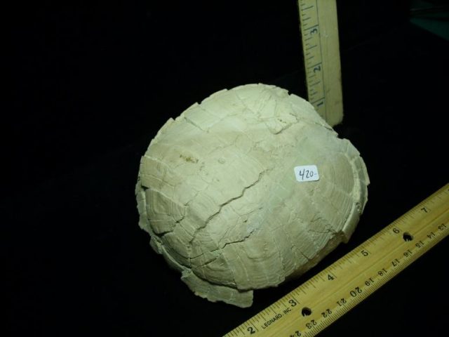 Near Complete Fossil Tortoise (041620n) - Image 2