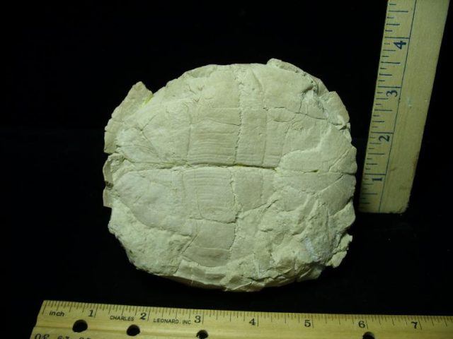 Near Complete Fossil Tortoise (041620n) - Image 3