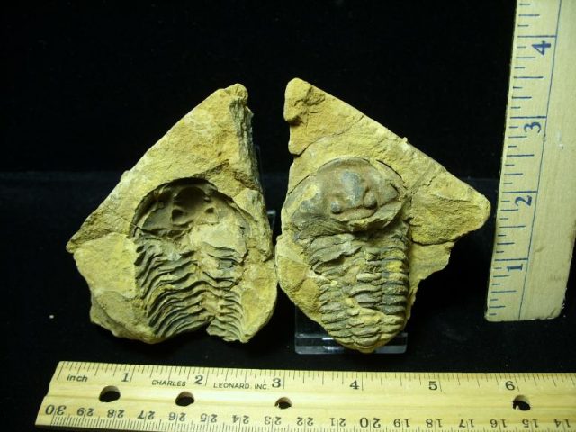 Fossil  Trilobite  in Nodule (041620g)