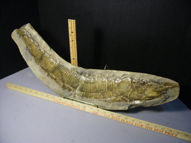 Santana Formation Fossil Fish  in Matrix (043820a)