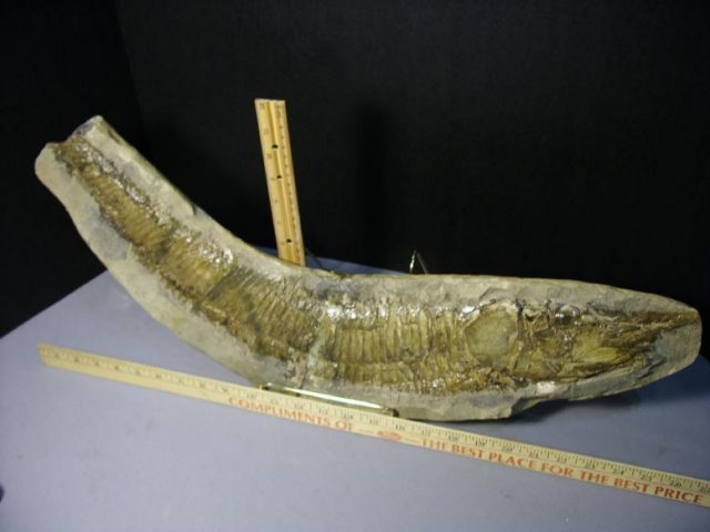 Santana Formation Fossil Fish  in Matrix (043820a) - Image 2