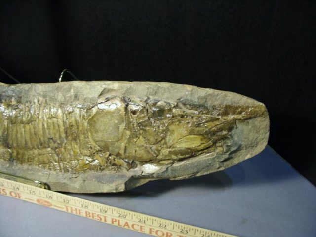 Santana Formation Fossil Fish  in Matrix (043820a) - Image 3