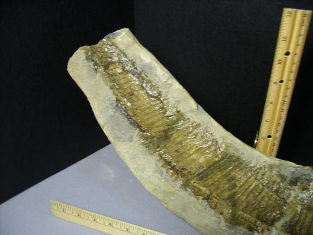 Santana Formation Fossil Fish  in Matrix (043820a) - Image 4
