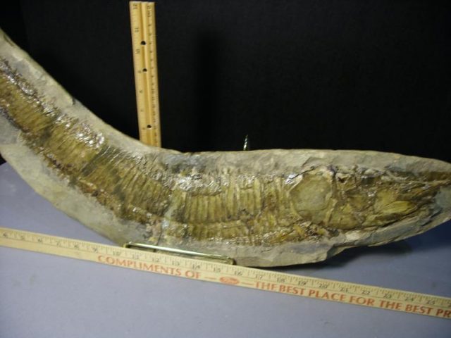 Santana Formation Fossil Fish  in Matrix (043820a) - Image 5