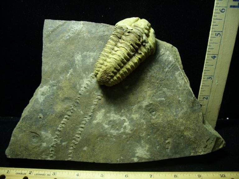 fossilized dinosaur tracks