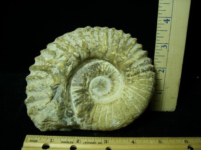 Large Natural Ammonite (042920g)
