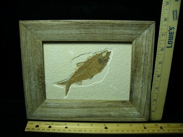 Framed Fossilized “Green River” Fish (043020a)