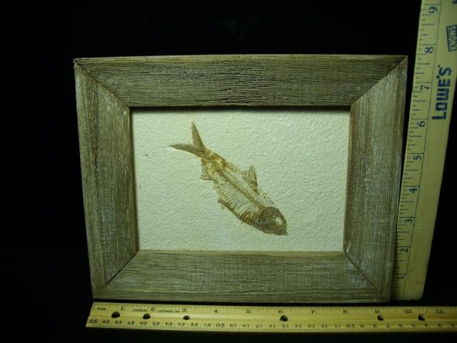Framed Fossilized “Green River” Fish (043020b)