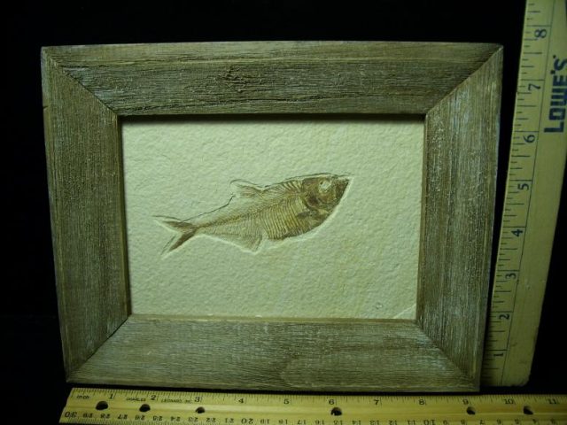 Framed Fossilized “Green River” Fish (043020c)