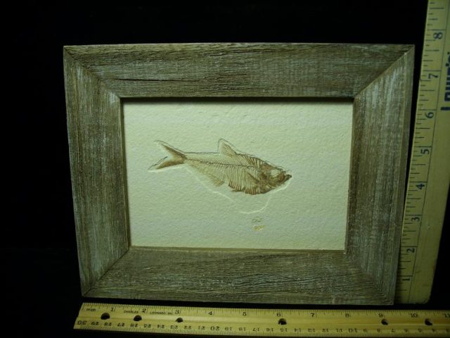 Framed Fossilized “Green River” Fish (043020d)
