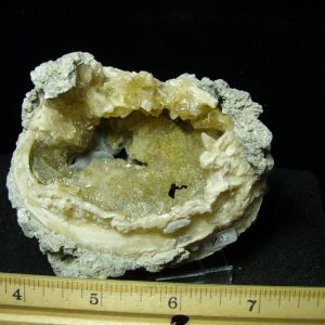 Fossilized Calcite Crystal filled Clam (050120f)