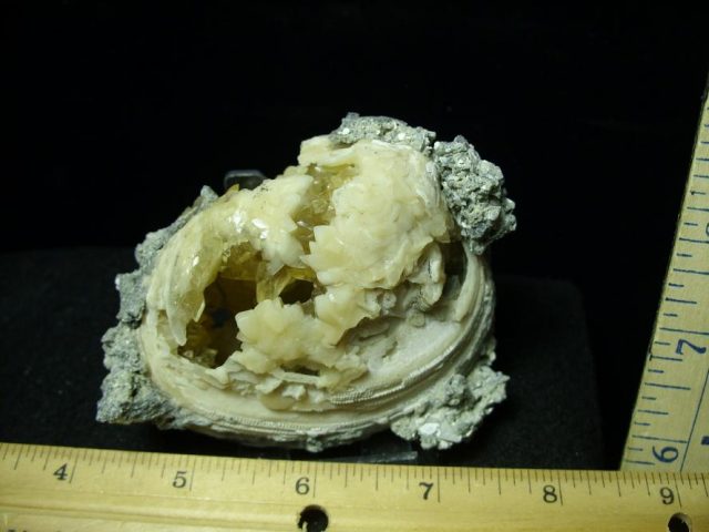 Fossilized Calcite Crystal filled Clam (050120g)