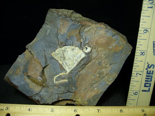 Fossil Ginkgo Leaf (050120j)
