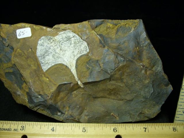 Fossil Ginkgo Leaf (050120k)