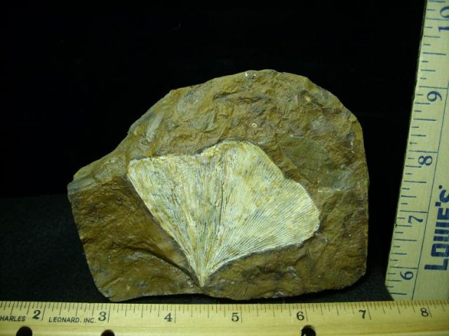 Fossil Ginkgo Leaf (050120m)