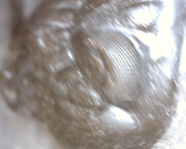 Fossilized Trilobite – Hollardops  (051420m) - Image 3