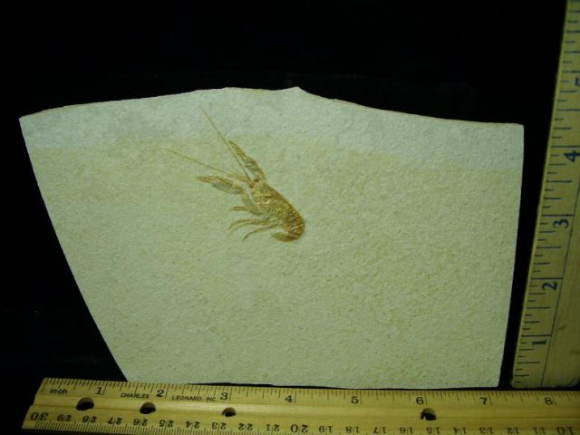 Small Fossil Lobster  (050320g)