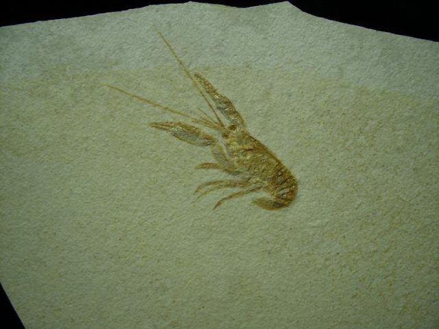 Small Fossil Lobster  (050320g) - Image 2