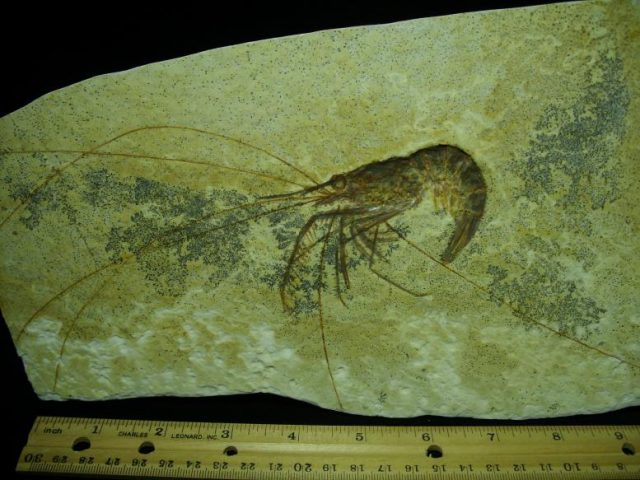 Very Large Fossil Shrimp Specimen (050320h) - Image 2