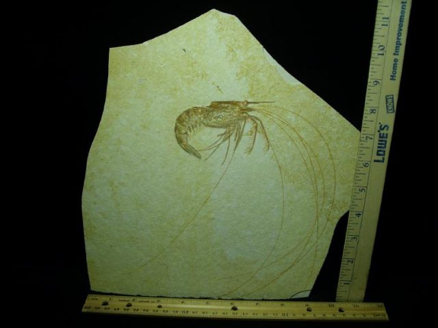 ***CHRISTMAS SALE***Extra  Large Fossil Shrimp Specimen (050320j)