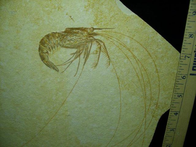***CHRISTMAS SALE***Extra  Large Fossil Shrimp Specimen (050320j) - Image 2