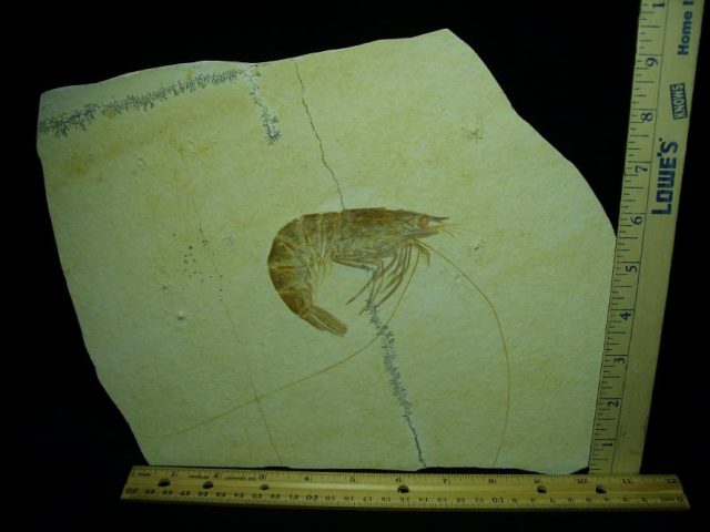 ***CHRISTMAS SALE***Extra  Large Fossil Shrimp Specimen (050320k)
