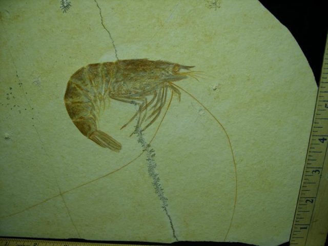 ***CHRISTMAS SALE***Extra  Large Fossil Shrimp Specimen (050320k) - Image 2
