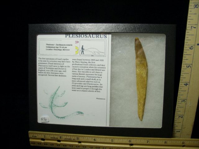 Near PERFECT Large Plesiosaurus Dinosaur Tooth (050320s)