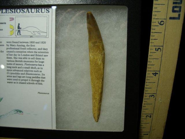 Near PERFECT Large Plesiosaurus Dinosaur Tooth (050320s) - Image 2
