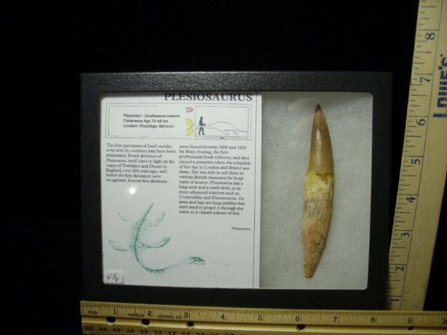 Large Plesiosaurus Dinosaur Tooth (050320v)