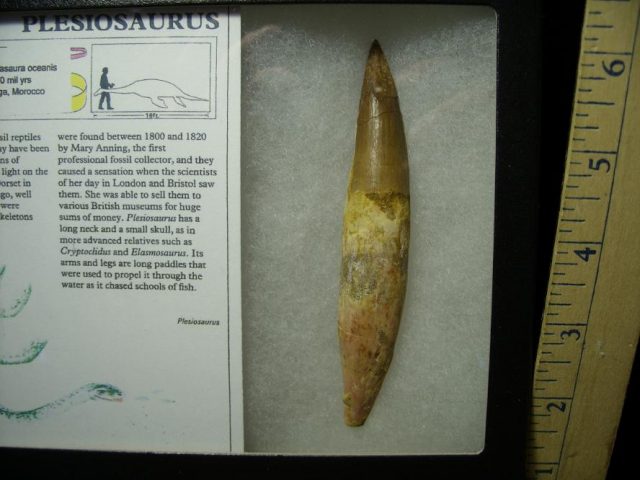 Large Plesiosaurus Dinosaur Tooth (050320v) - Image 2