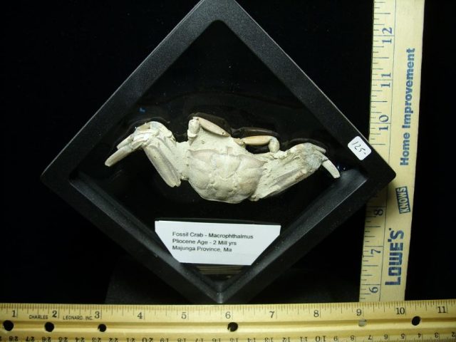 Fossilized Crab  (050220h)