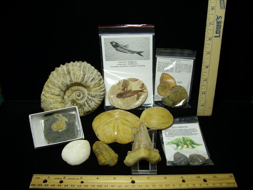 real fossil kit