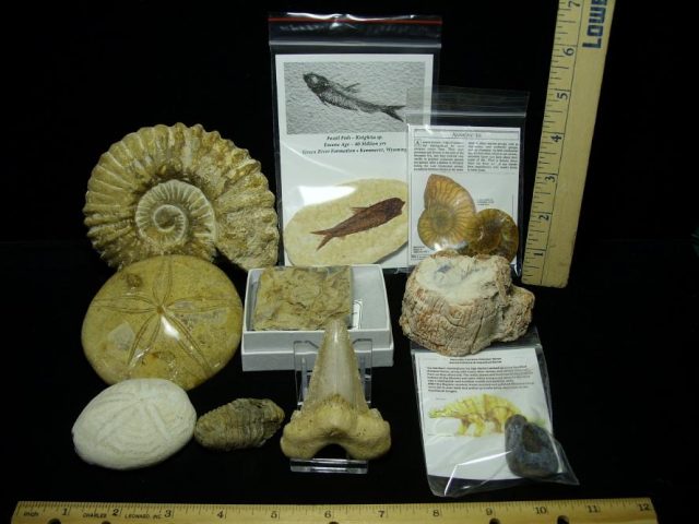 real fossil kit