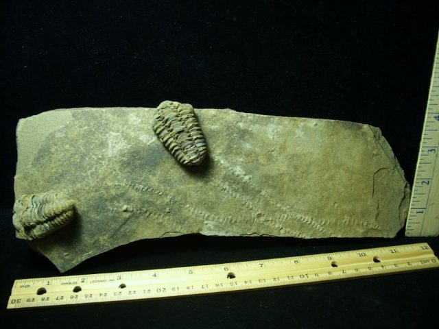 Fossilized Trilobite Tracks – Arthropod (050220k)