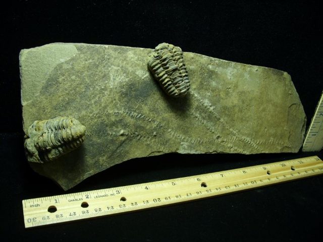 Fossilized Trilobite Tracks – Arthropod (050220k) - Image 2