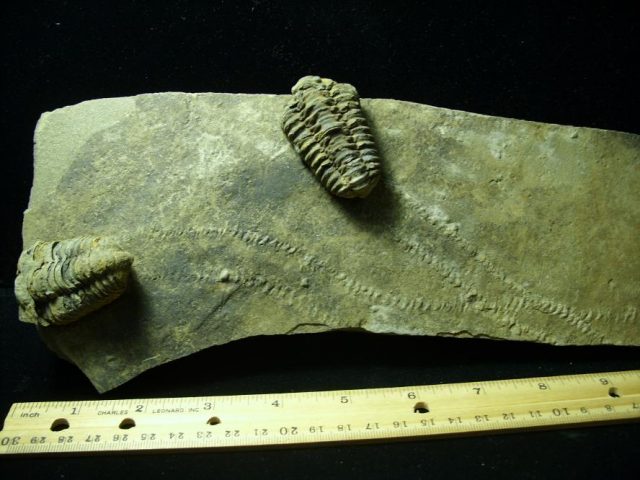 Fossilized Trilobite Tracks – Arthropod (050220k) - Image 3