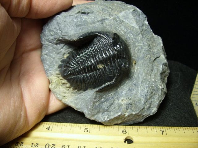 Fossilized Trilobite – Hollardops  (051420m)