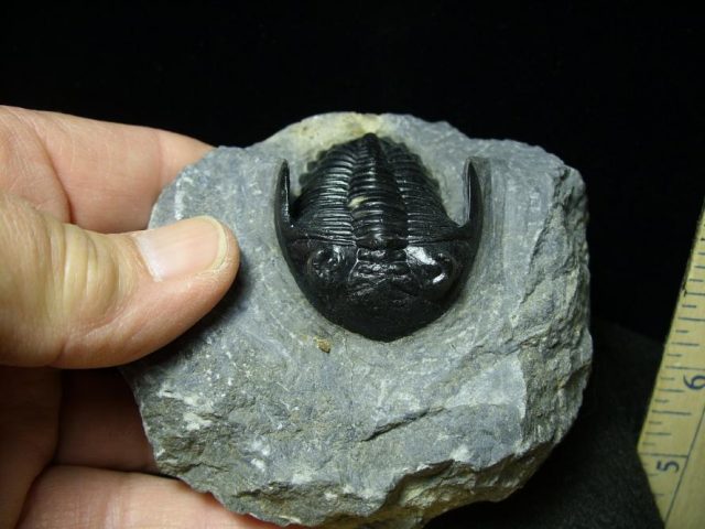 Fossilized Trilobite – Hollardops  (051420m) - Image 2