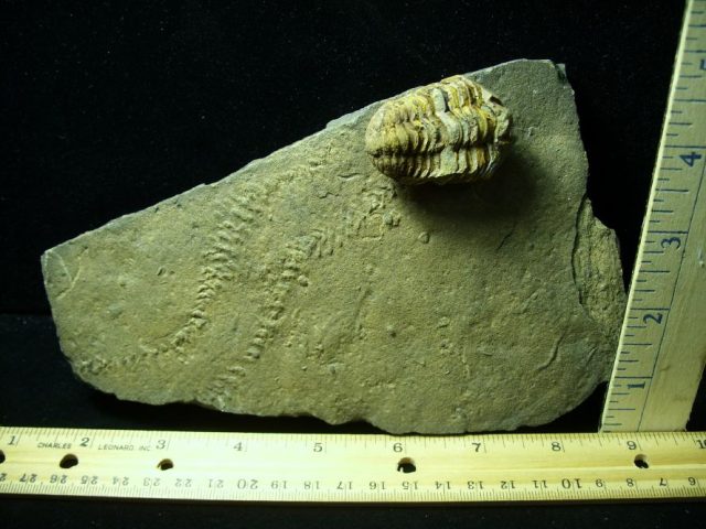 Fossilized Trilobite Tracks – Arthropod (051420v)