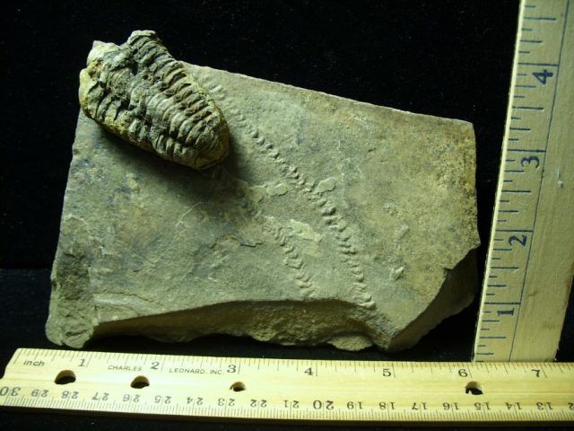 Fossilized Trilobite Tracks – Arthropod (051420w)