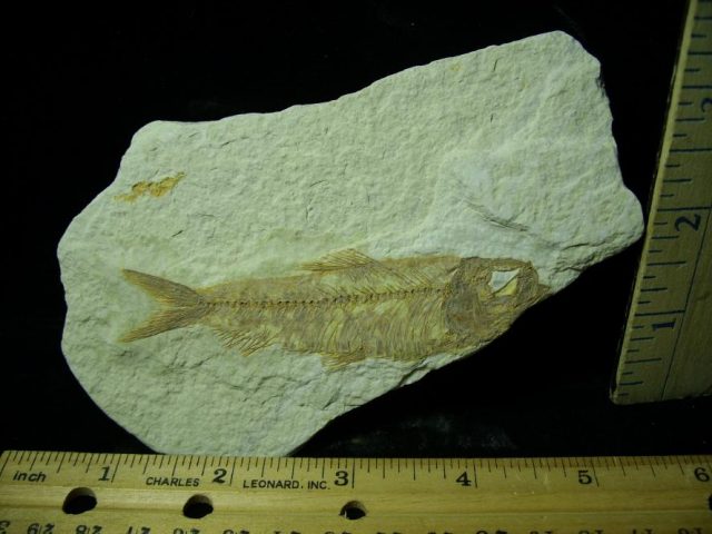 Fossilized “Green River”  Fish  (051520b)