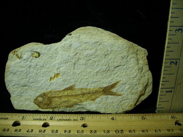 Fossilized “Green River”  Fish  (051520d)