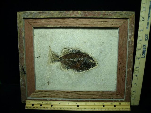 Framed Fossilized “Green River” Fish (052020a)