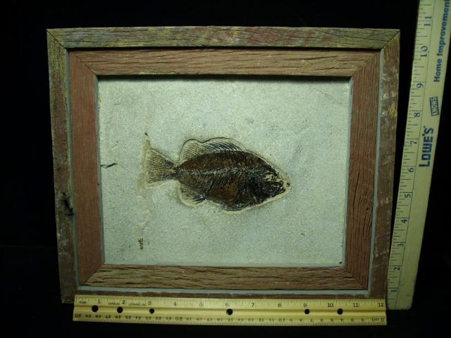 Framed Fossilized “Green River” Fish (052020a) - Image 3